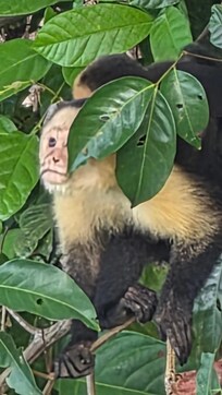 Capuchin with baby