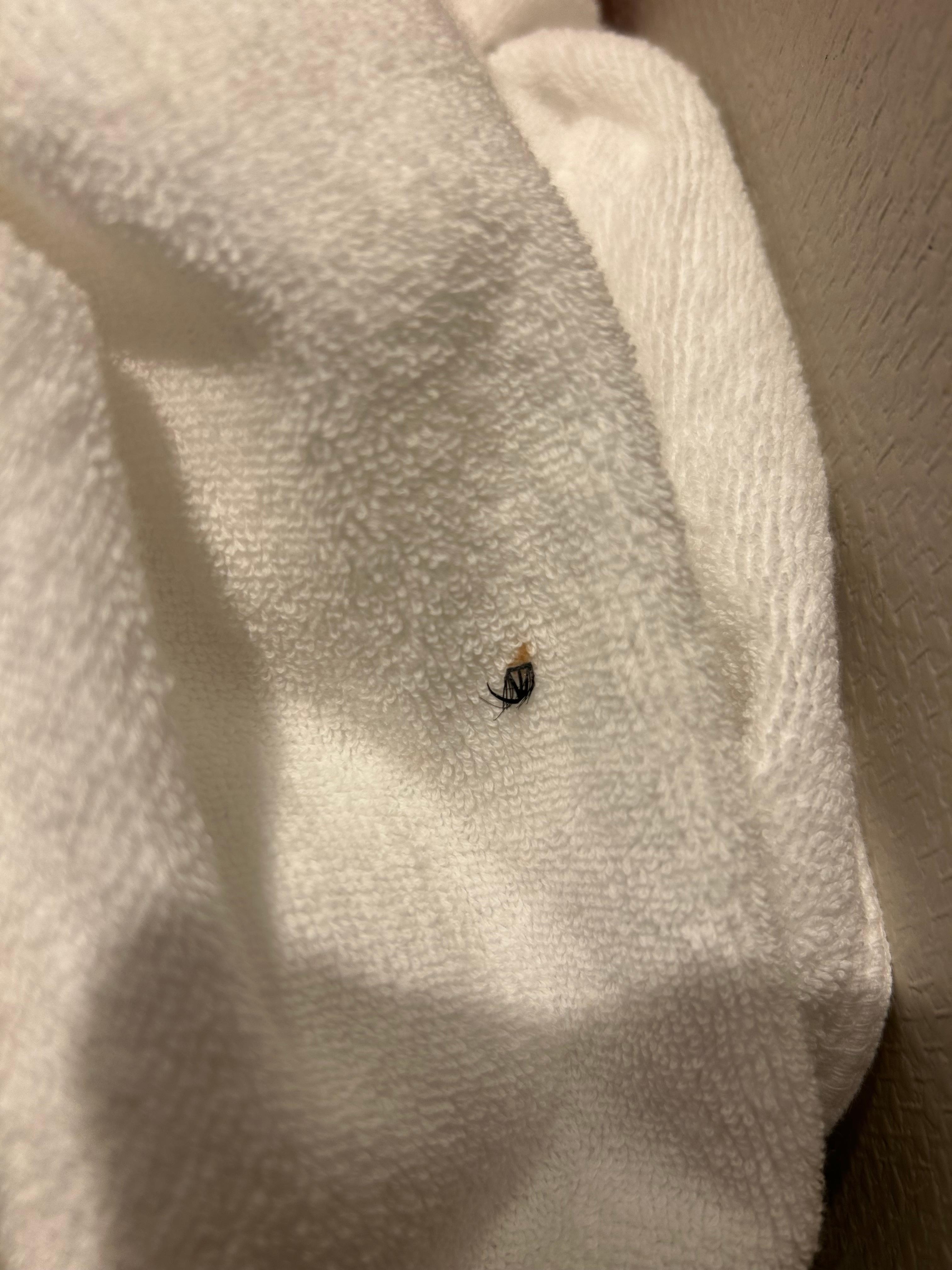 수건에 붙어있는 속눈썹 ㅠㅠ 벌레인줄 ㅠㅠ