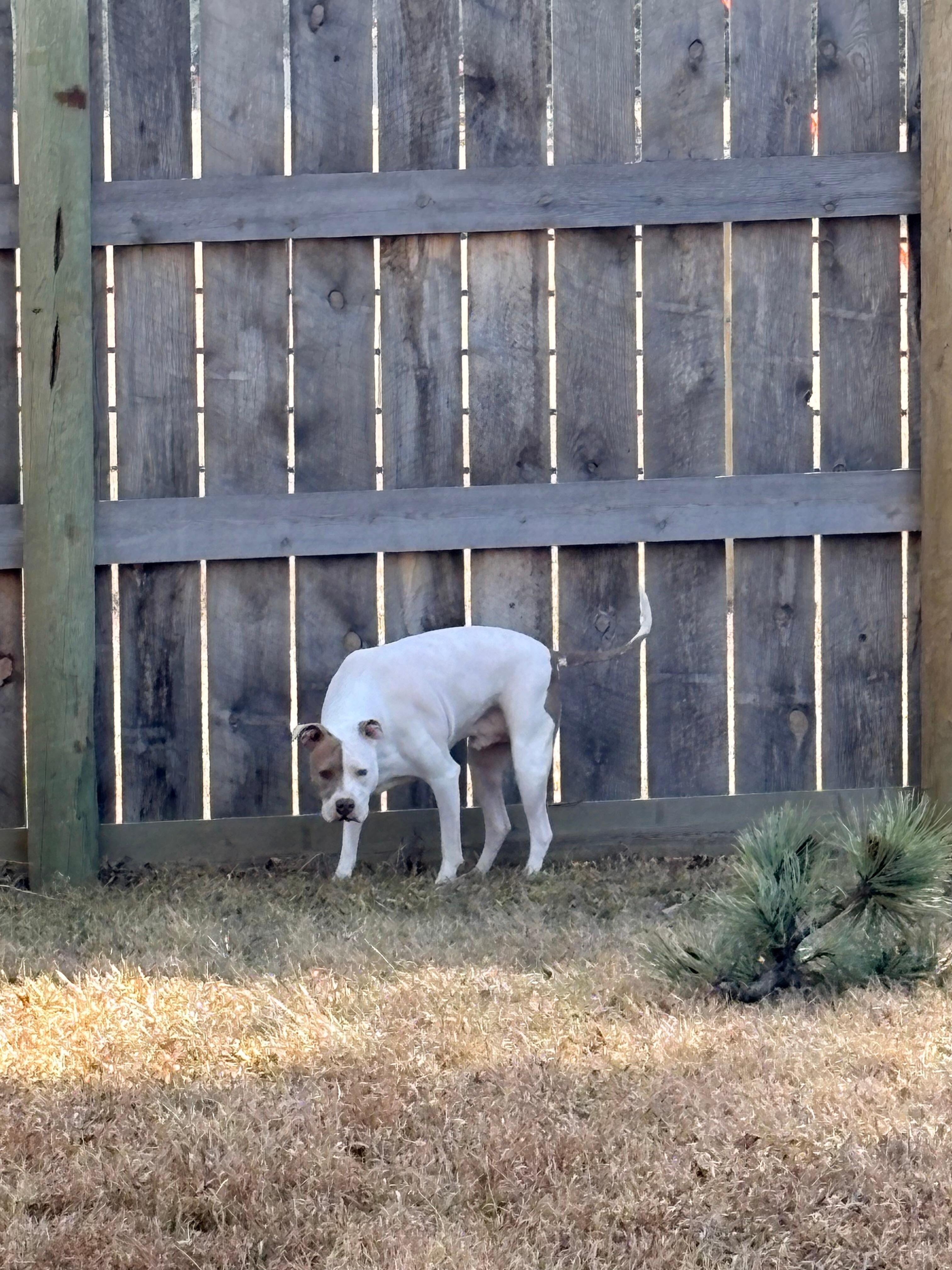 Great place for our pup!