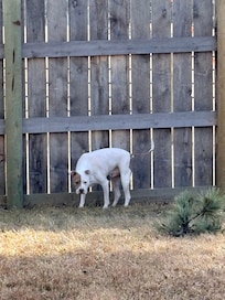 Great place for our pup!