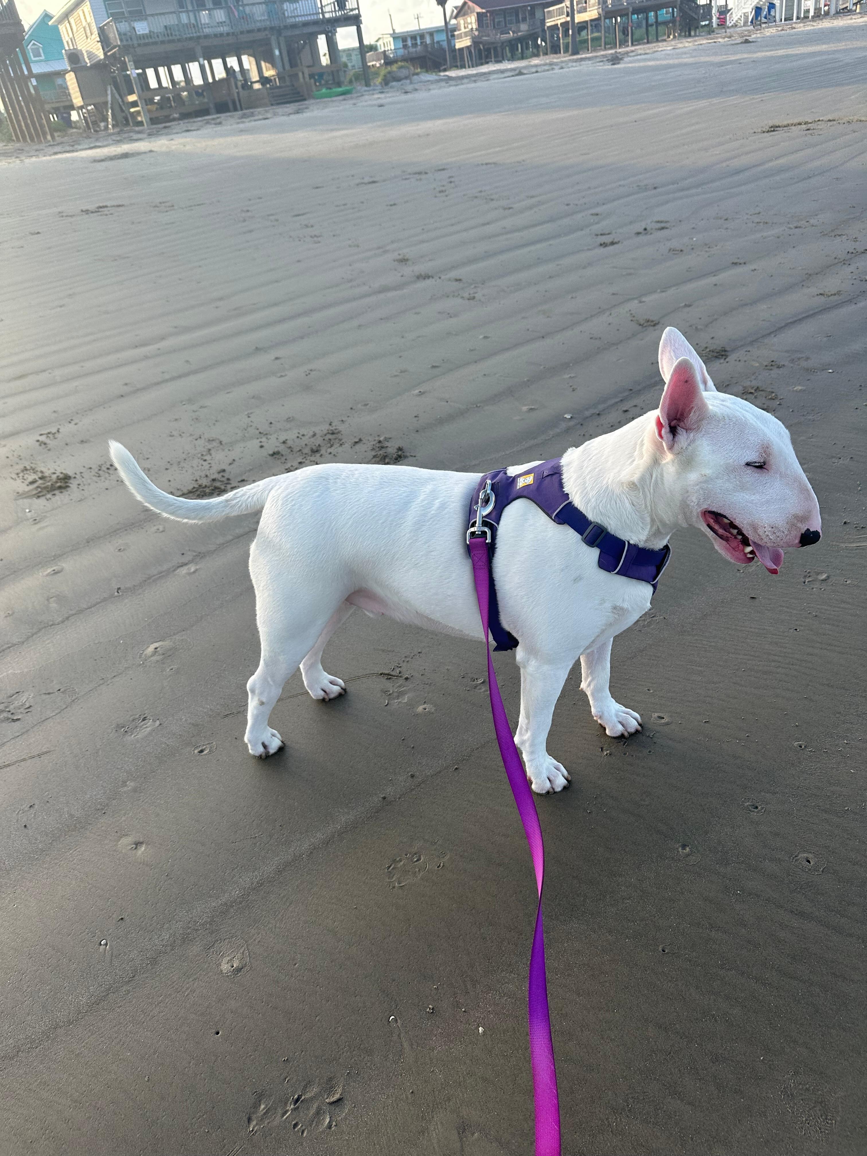 The goodest boy loves the beach and made a lot of friends 