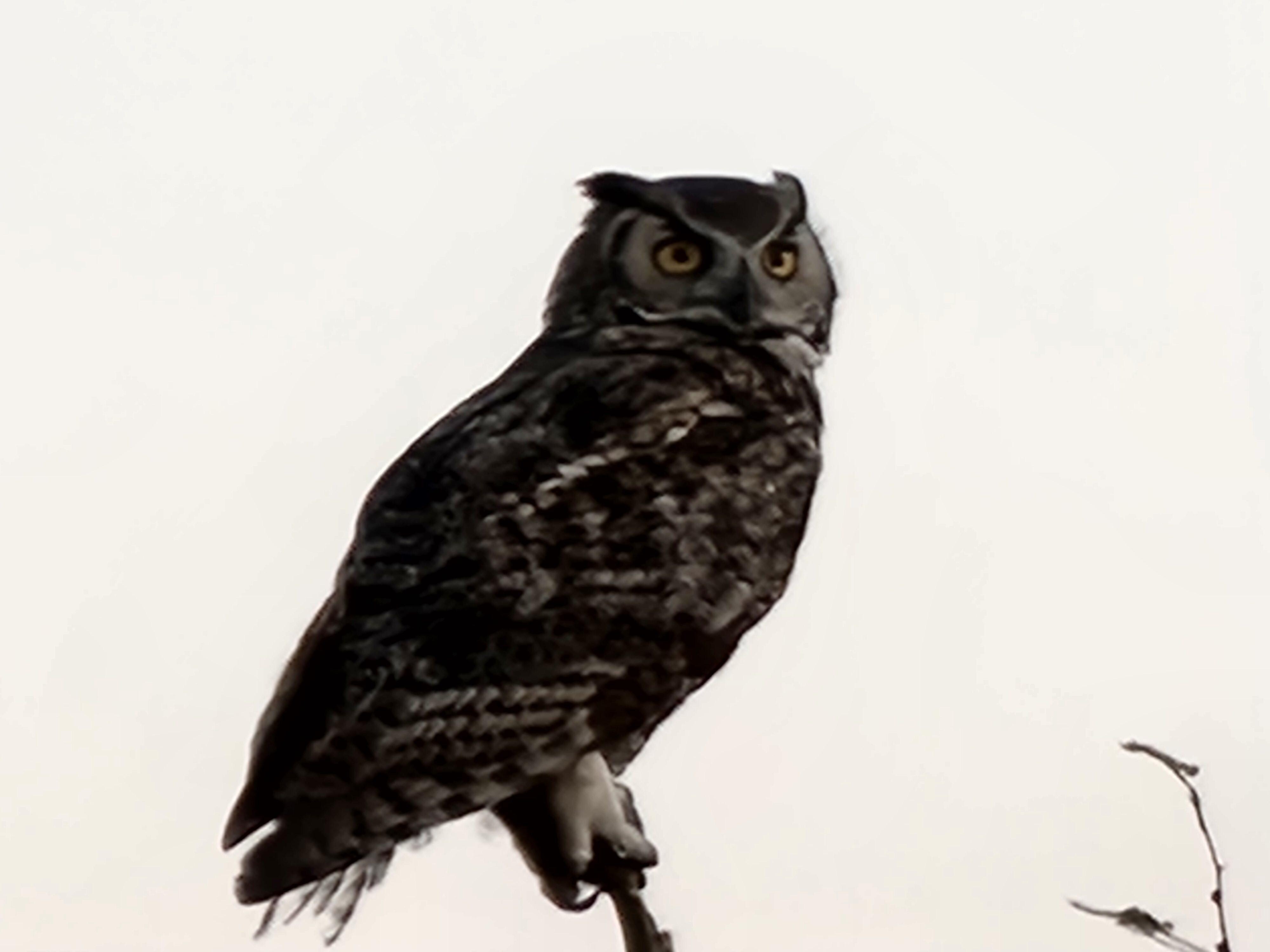 The owl let me take its photo. So majestic with its huge wing span of 6ft.