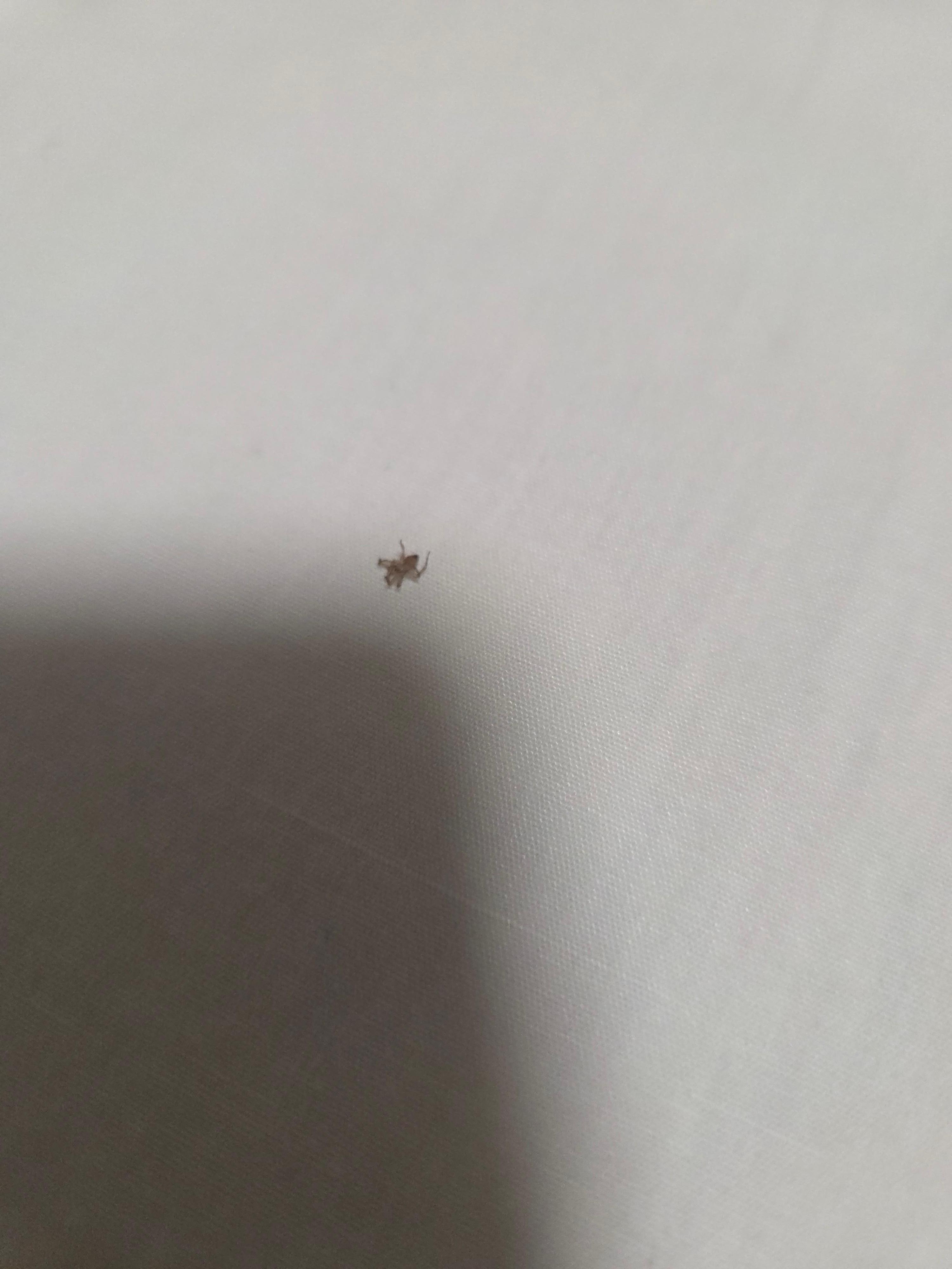 Spider i had to kill off my pillow