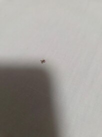 Spider i had to kill off my pillow
