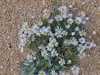 Wildflowers were abundant.