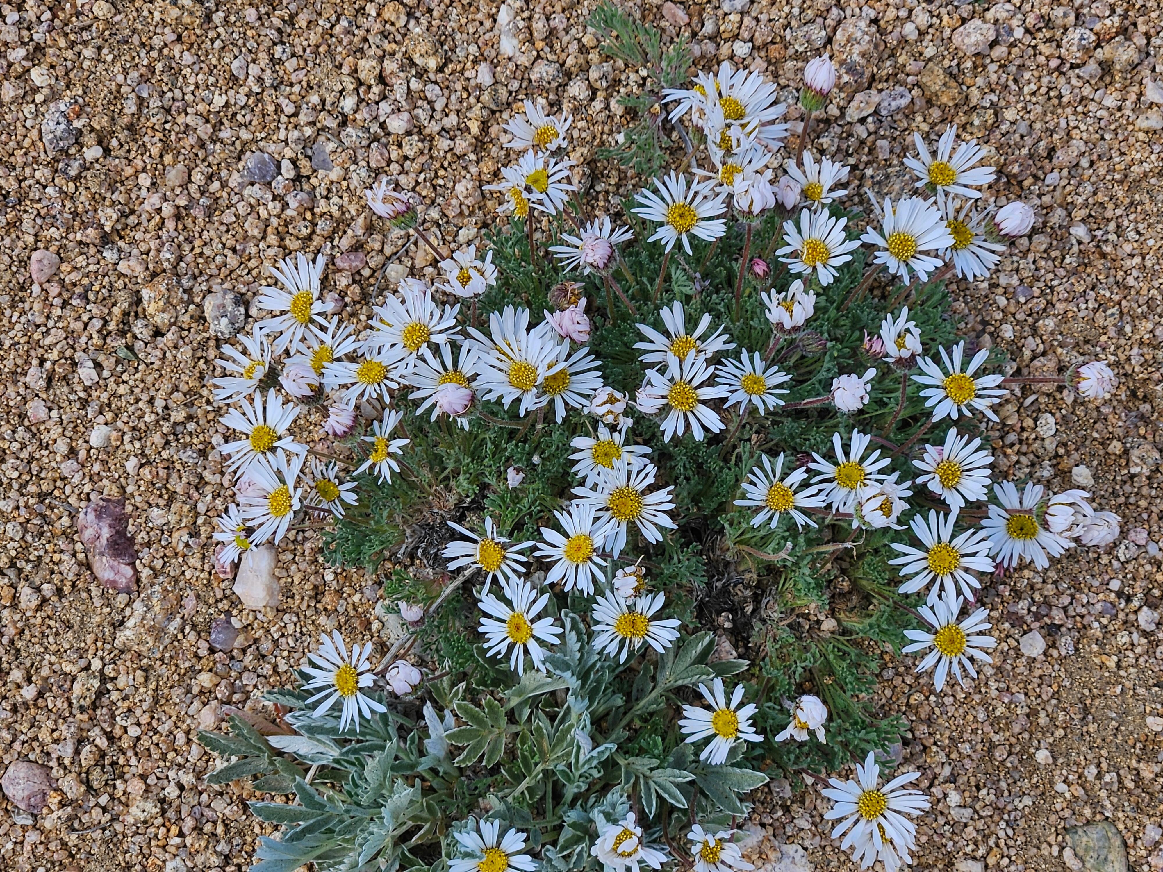 Wildflowers were abundant.
