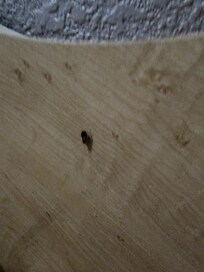 This is a roach crawling across the headboard. I also took videos as well.
