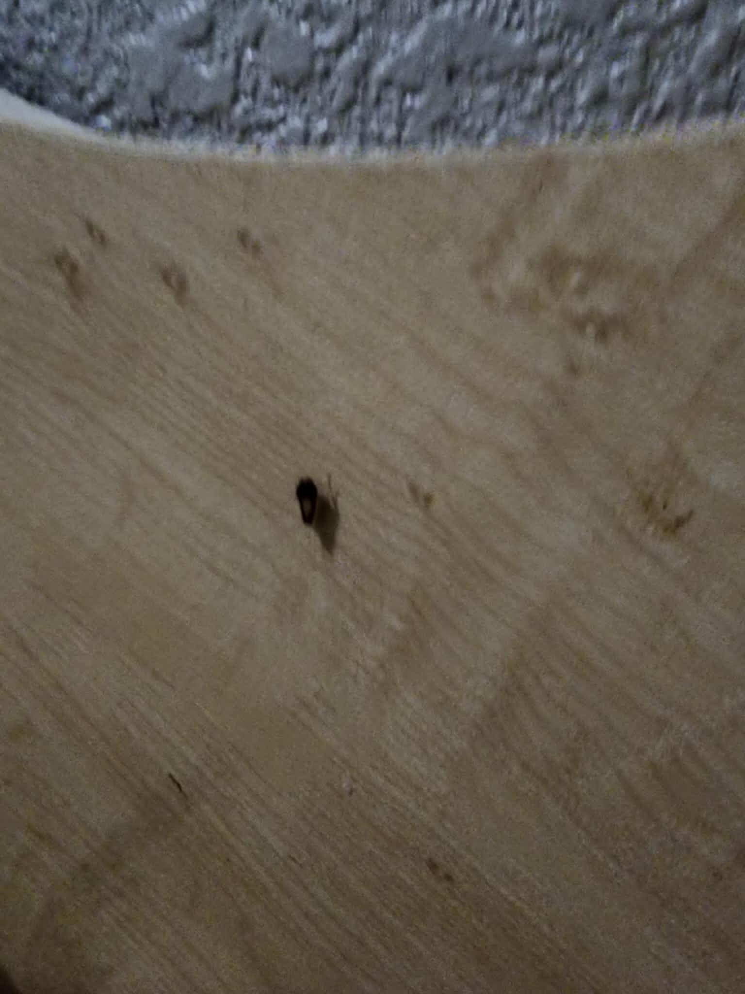 This is a roach crawling across the headboard. I also took videos as well. 