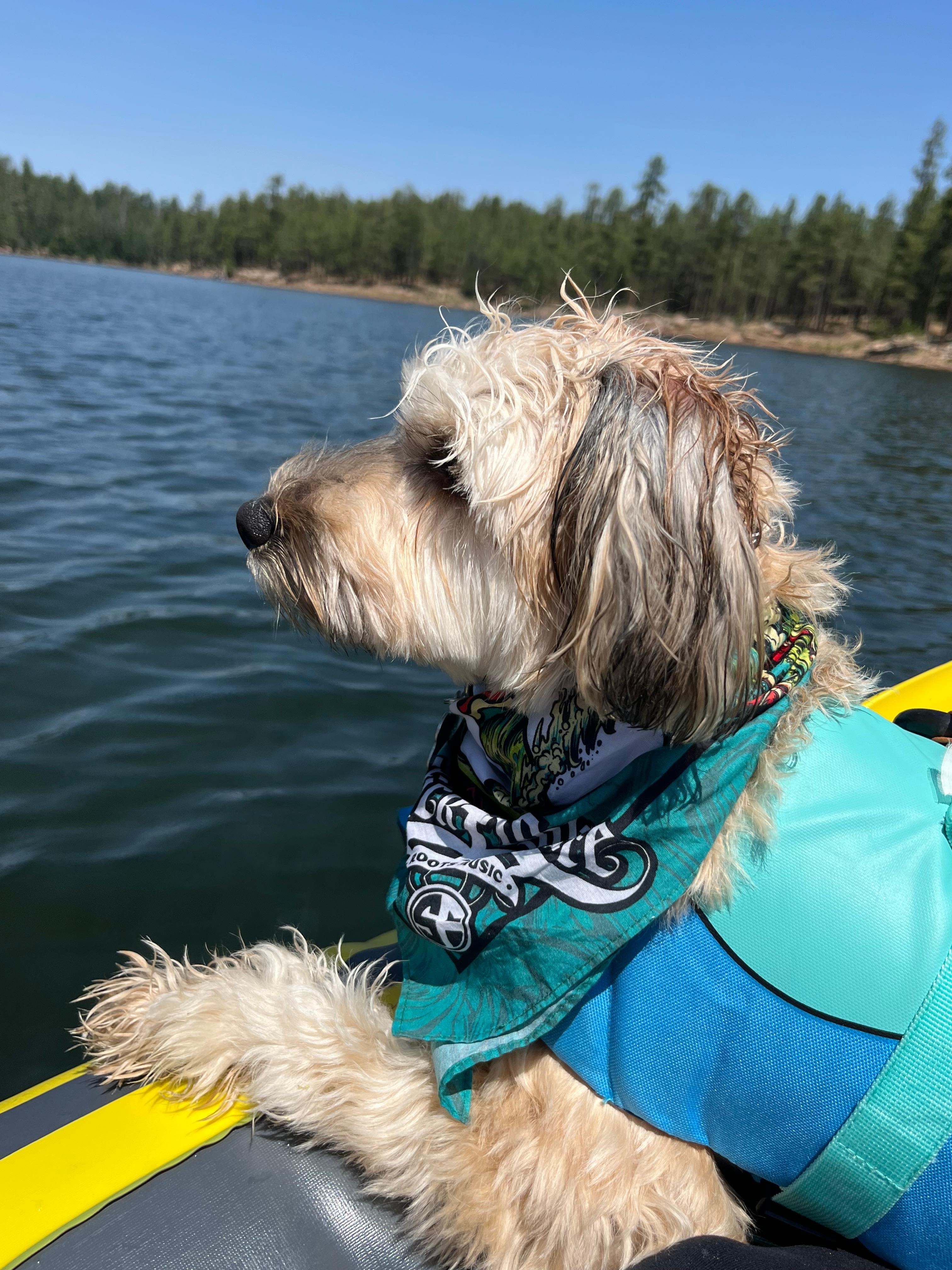 Our puppy’s first kayak trip at Woods Canyon lake only 8 miles away 