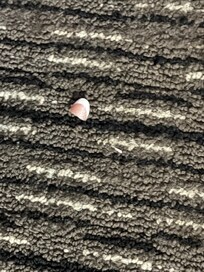 On the floor by the bed!