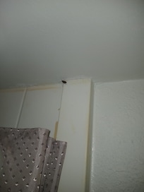 Cockroach 🪳