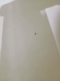 Ants crawling on walls
