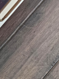 pet hair in the 1st bedroom