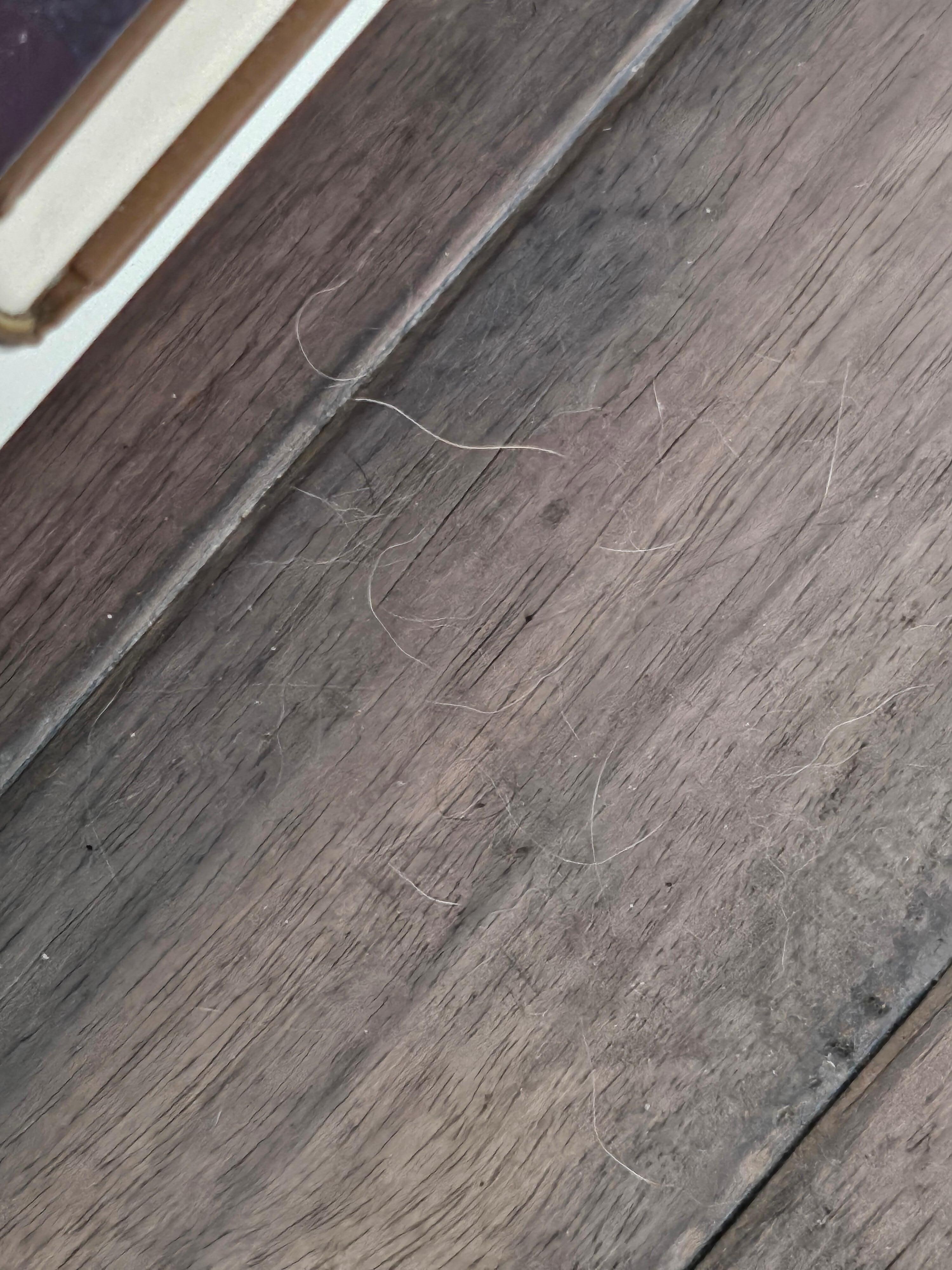 pet hair in the 1st bedroom 