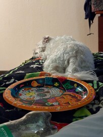 We had just got ther and Bentley was wore out