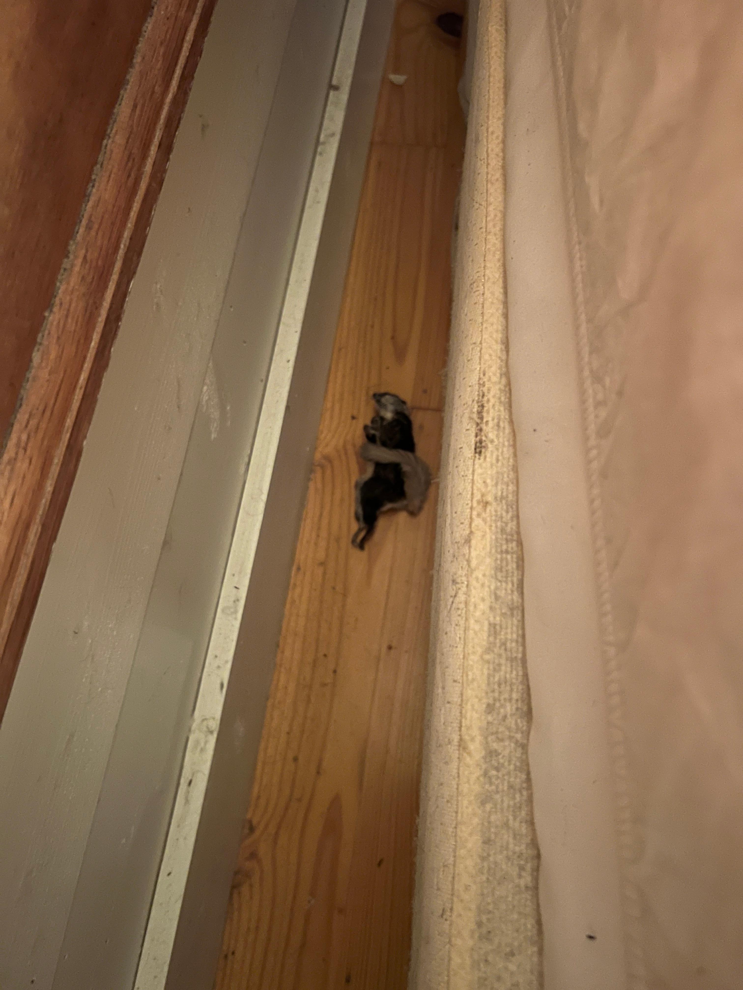 We smelled this for 2 days in bed as it was under the master headboard.  Our dogs were under the bed all the time and one became for 2 days starting with the day we left.  There was a also a dust cover, so hard to see. We found it on our final check 