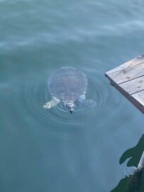 otelin iskelesinde kahvaltı yaparken izleyip besleyebileceğiniz caretta carettalar