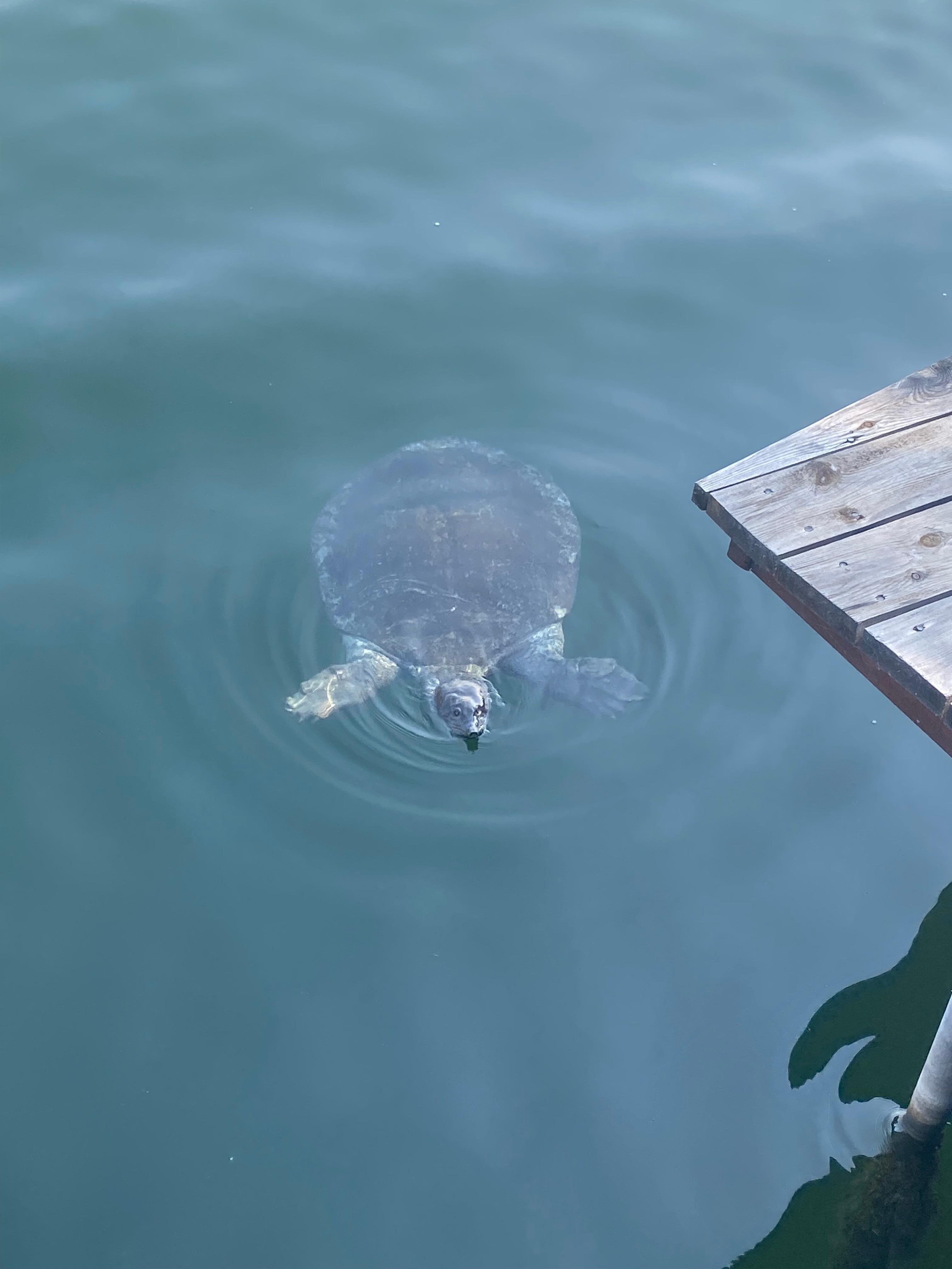 otelin iskelesinde kahvaltı yaparken izleyip besleyebileceğiniz caretta carettalar