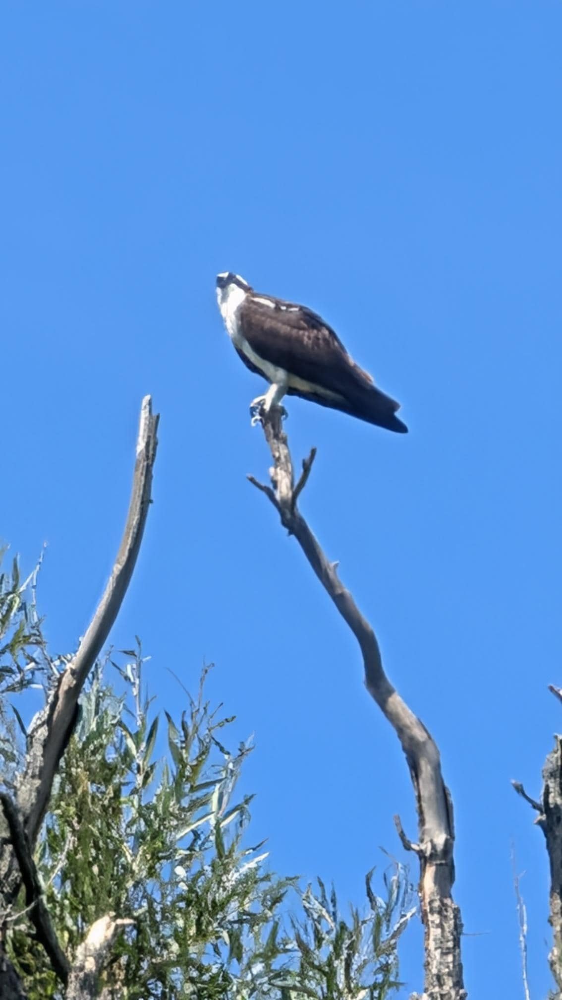 Osprey