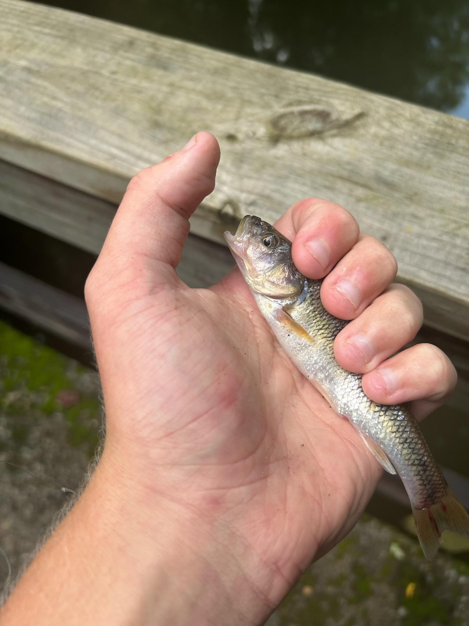 My grand son was able to fish even with the falls closed due to camp in session. 