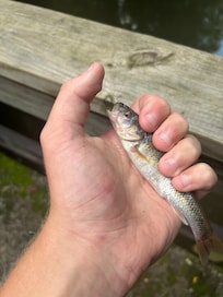 My grand son was able to fish even with the falls closed due to camp in session.