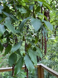 I was identifying some of the trees out back and liked the seed things on this one.