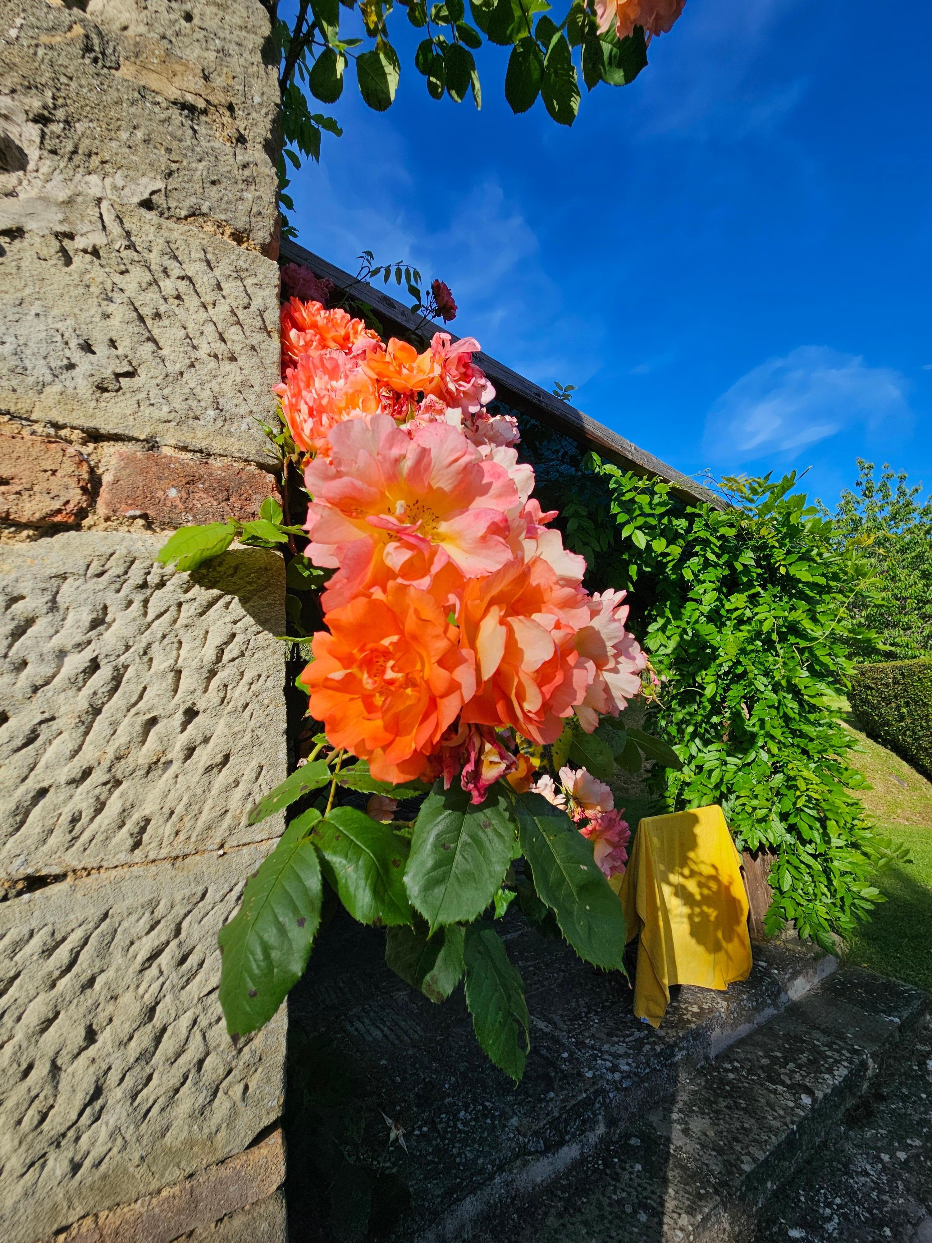 Everything was in bloom, simply gorgeous