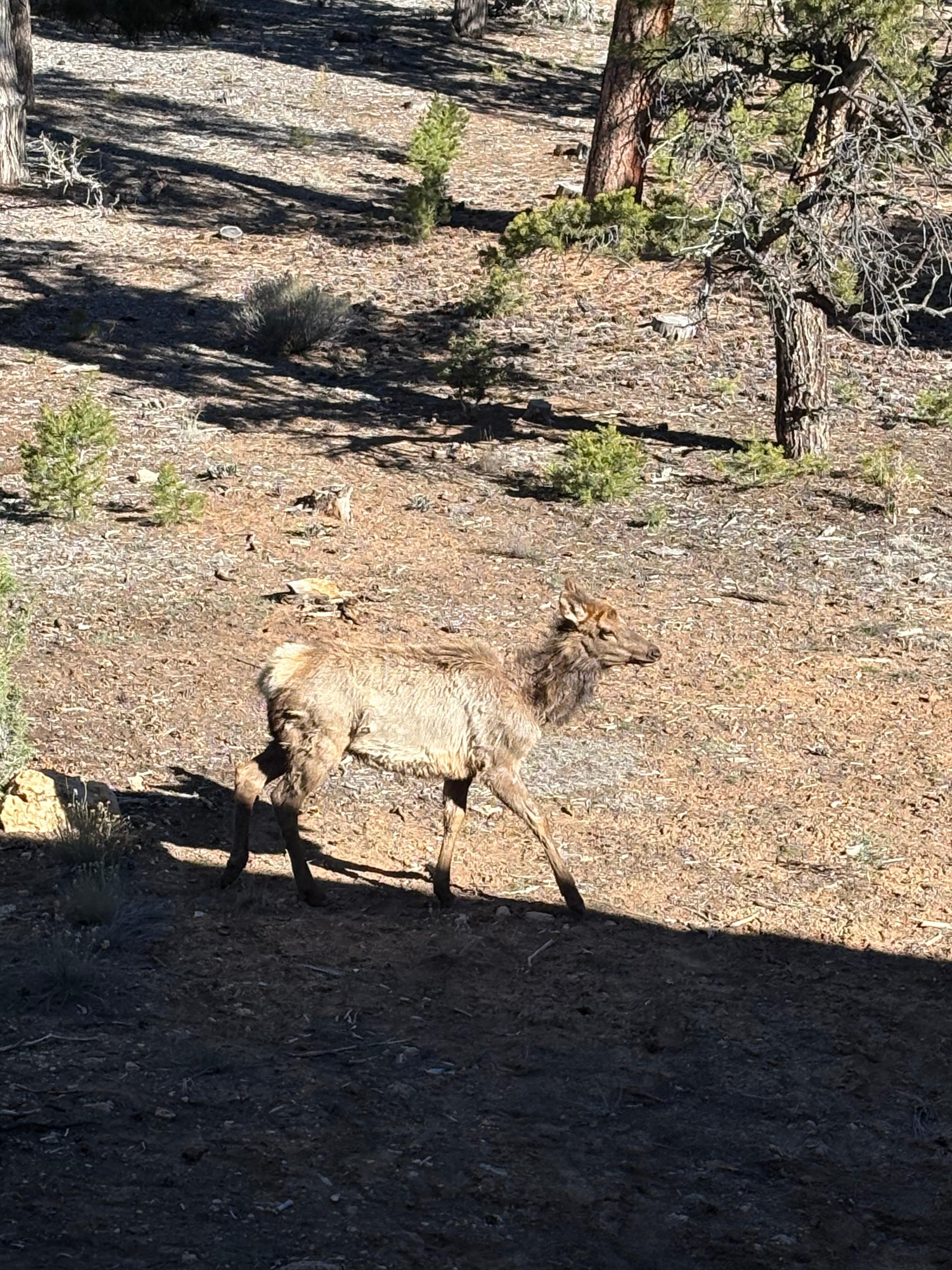 An Elk grazing outside our building 