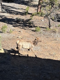 An Elk grazing outside our building