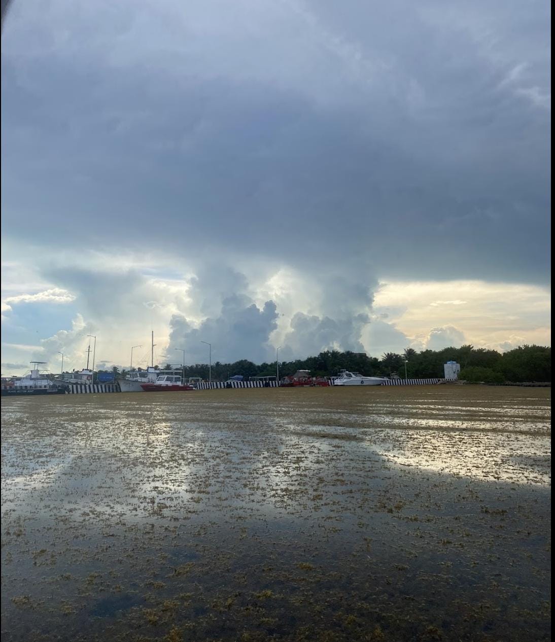 View from a snorkeling boat - lots of sargassum
