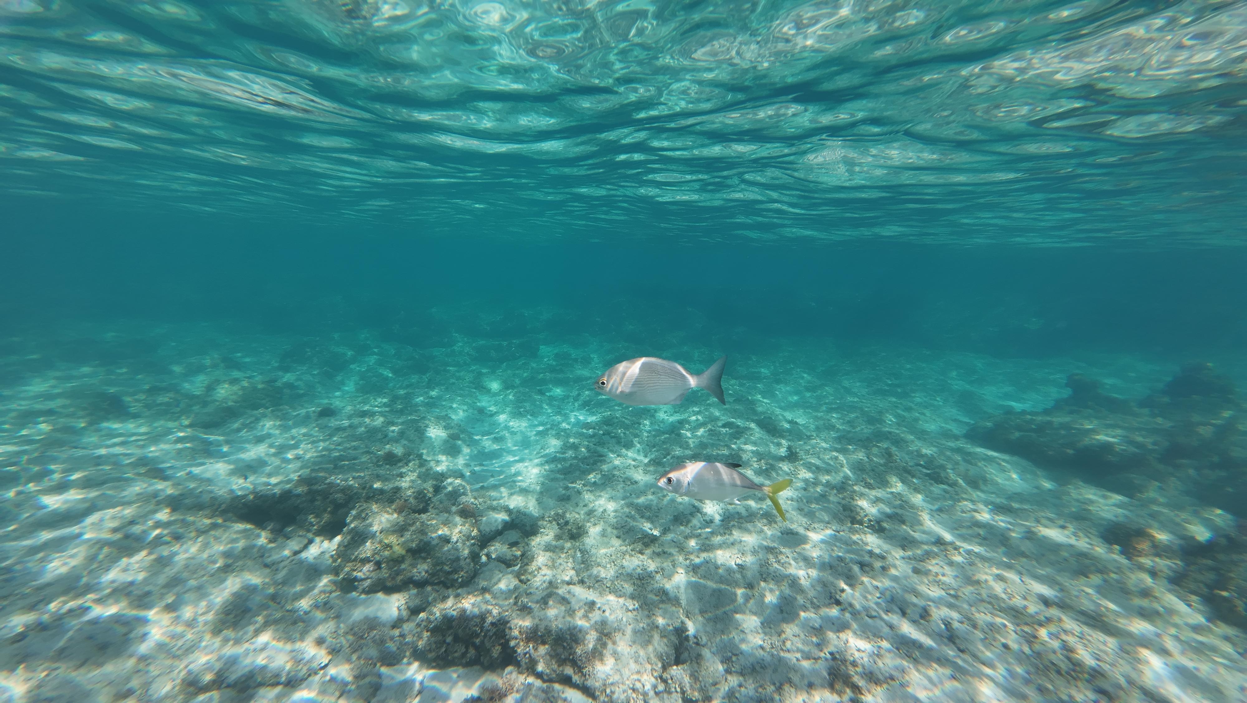 Plenty of fish and reef nearby - even if you have young kids that can't go out too deep!  Keep an eye out for the pair of Rainbow Parrotfish!