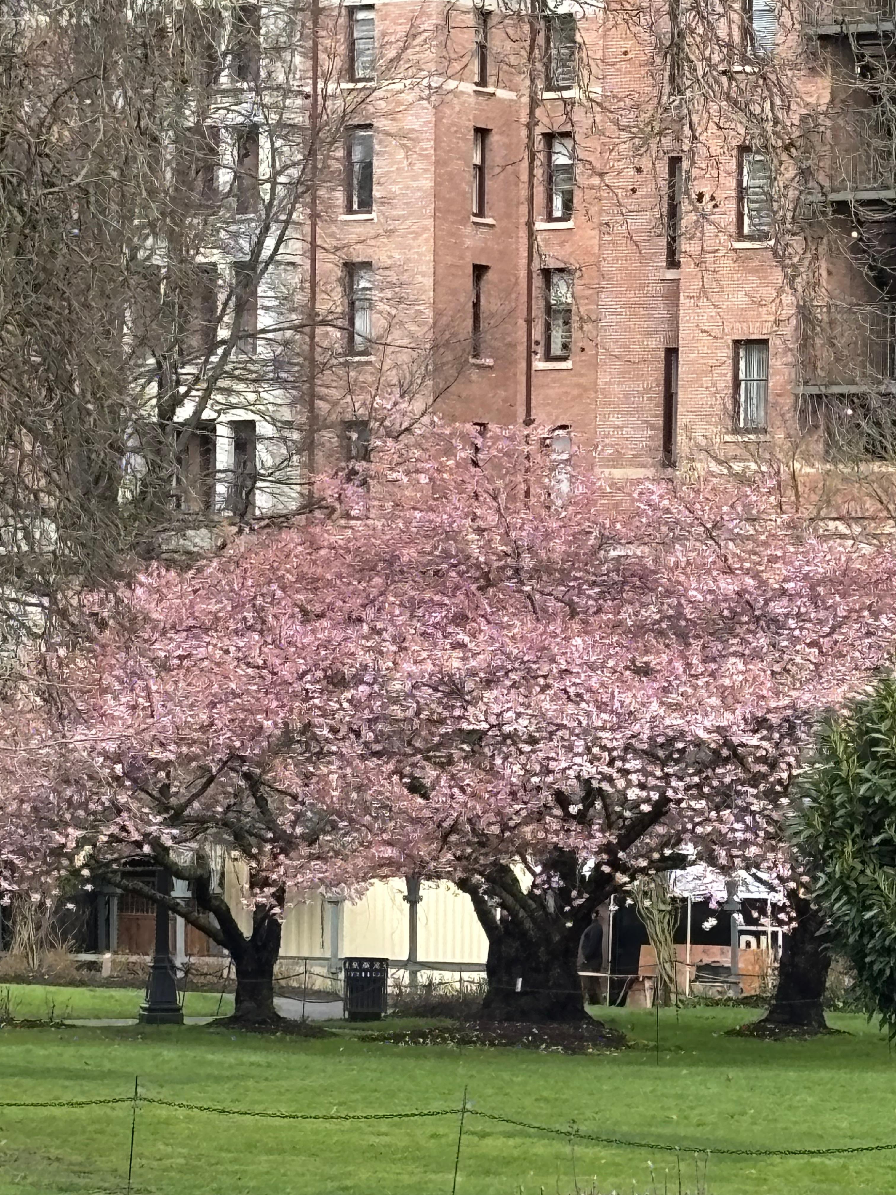 More cherry trees close to the hotel
