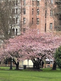 More cherry trees close to the hotel
