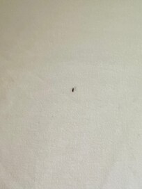 sample of dark spots on all of the bed sheets!