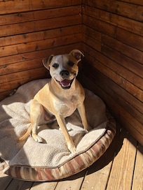 Gordi loving the dog bed on the deck.
