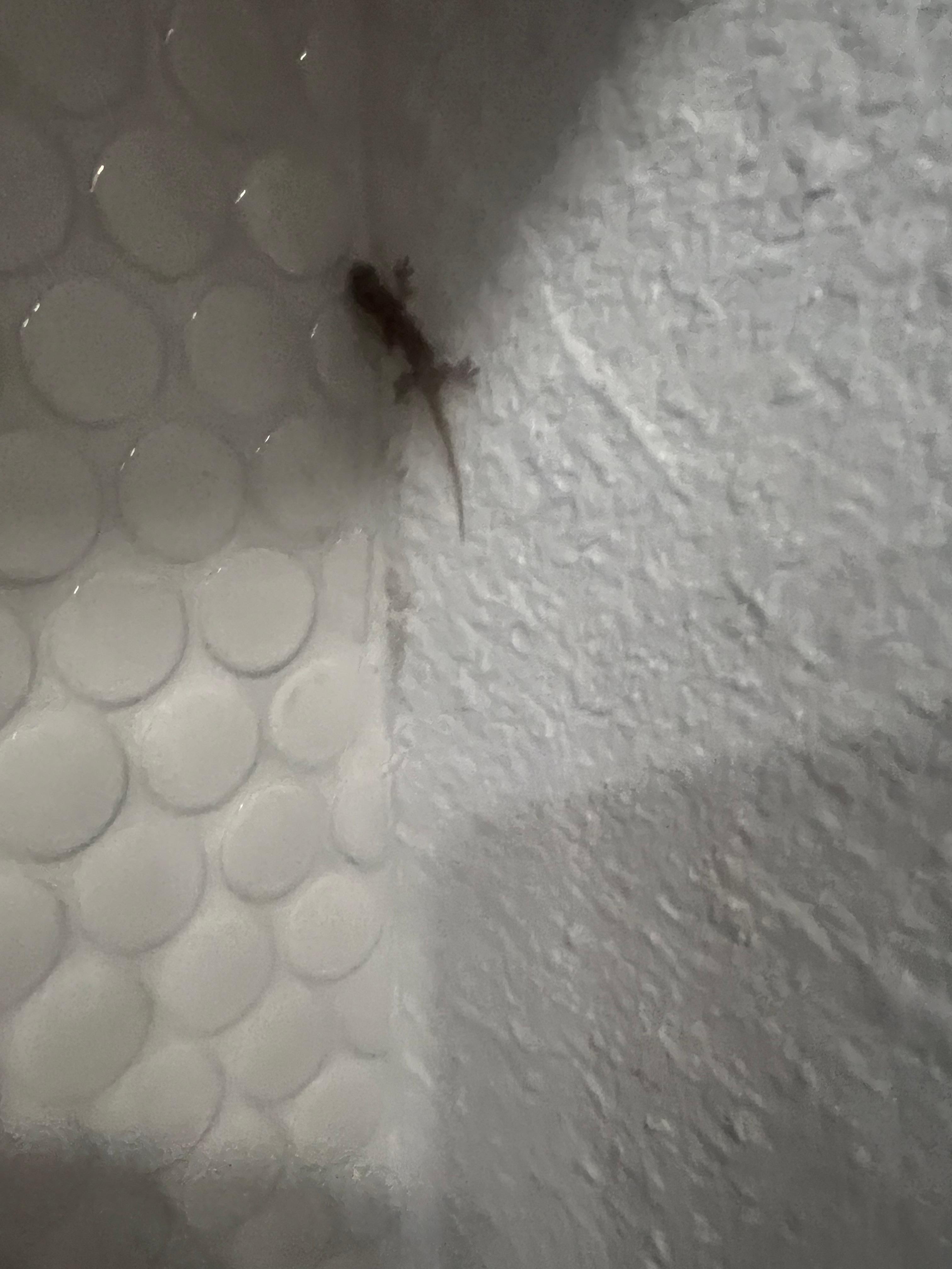 Gecko in the kitchen