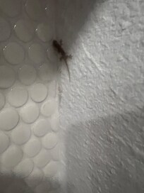 Gecko in the kitchen