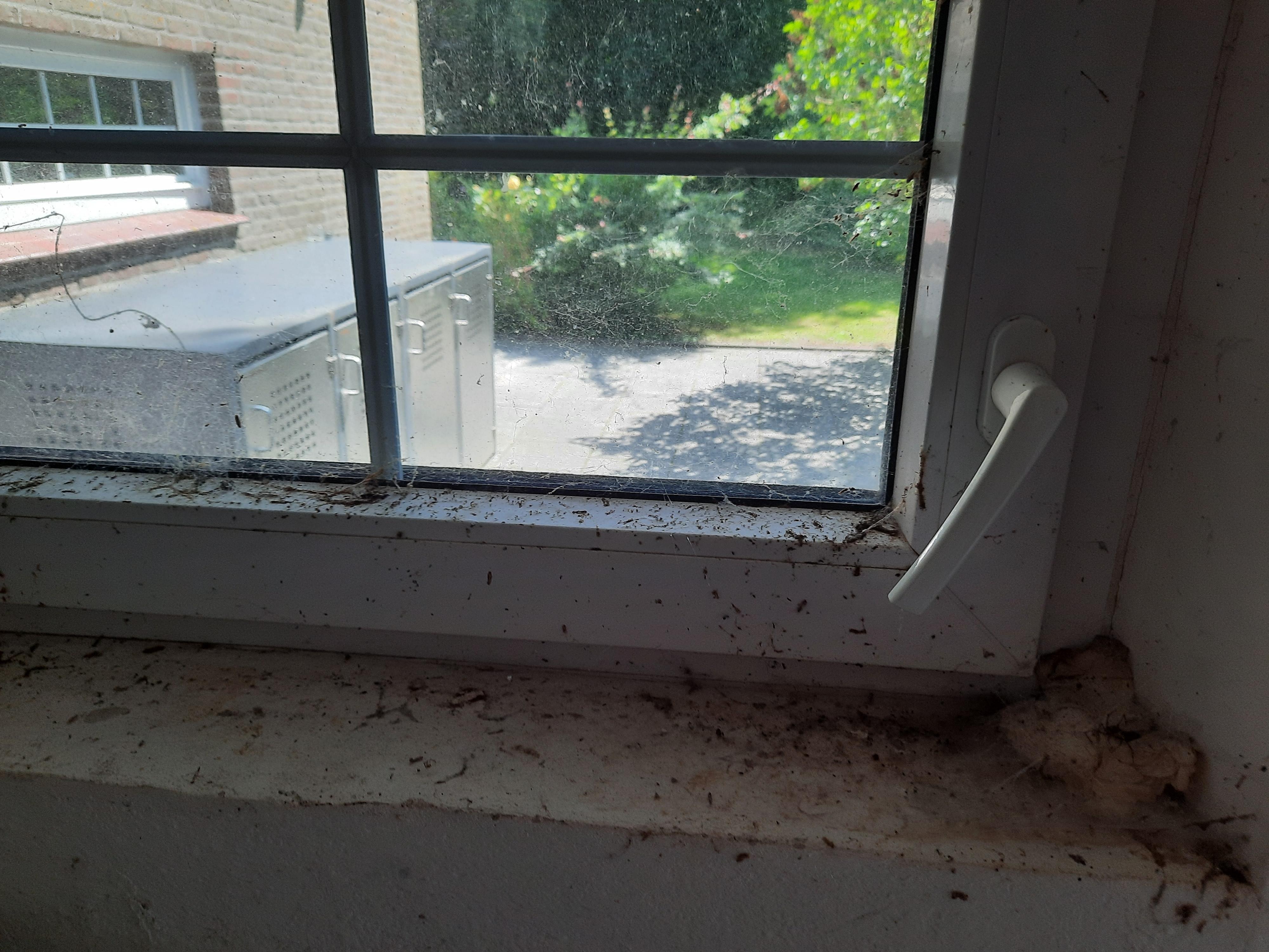 Dreck und Spinnweben am Waschküchenfenster