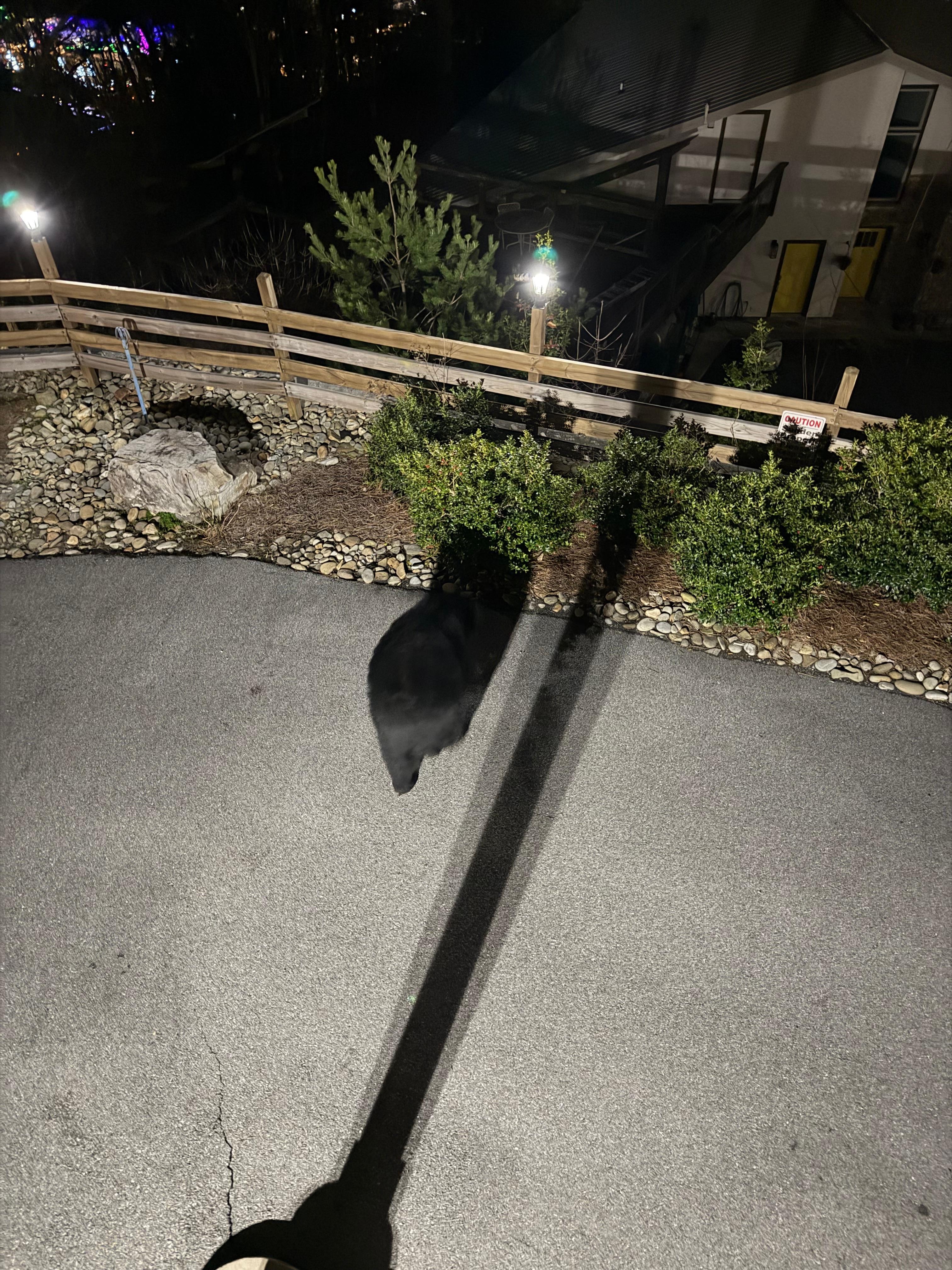 A very quiet bear walking across the property.  We just watched from the deck and enjoyed seeing the bear.  