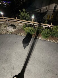 A very quiet bear walking across the property. We just watched from the deck and enjoyed seeing the bear.