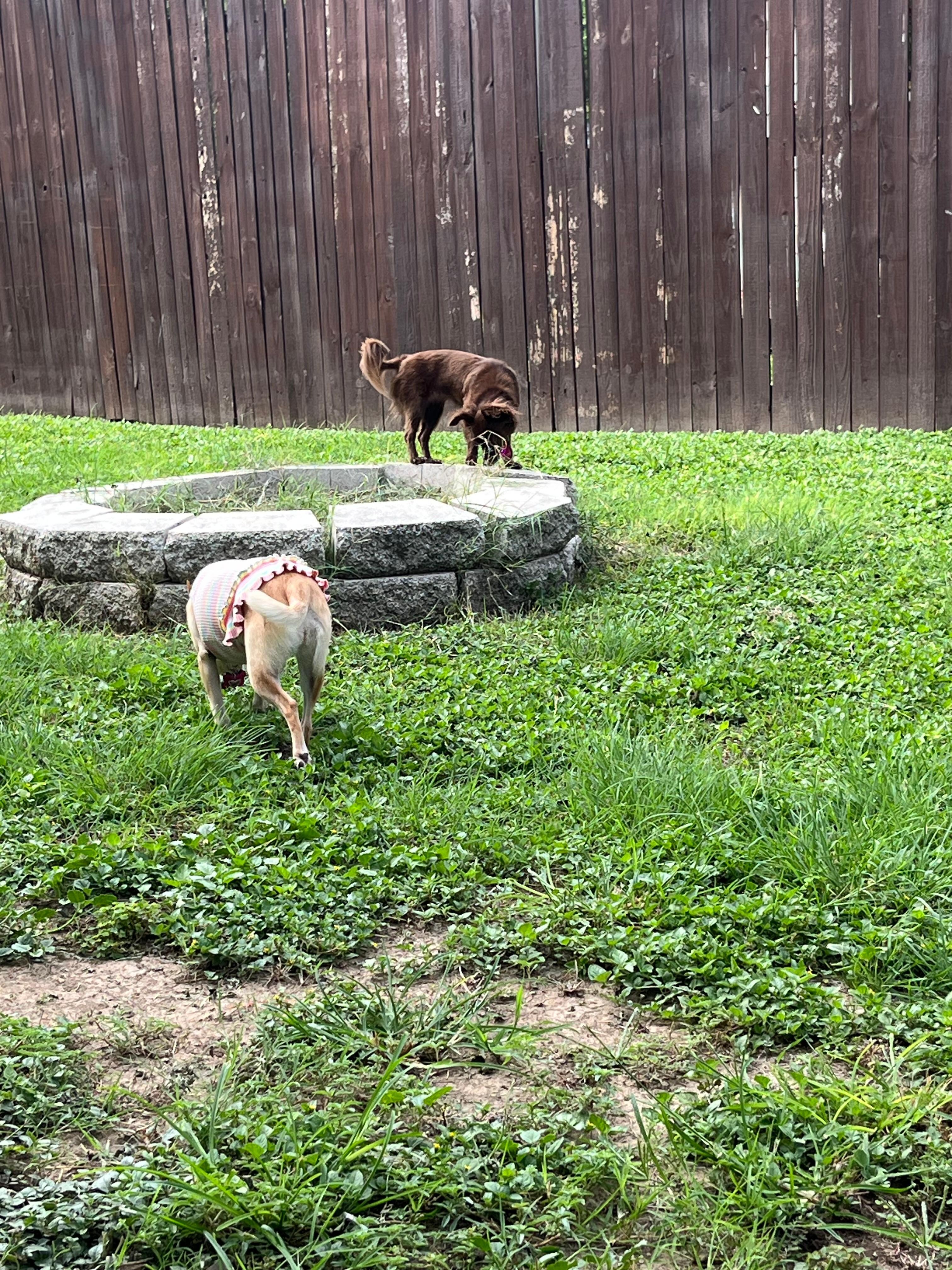 Tizzy & Jazzy enjoying the yard!