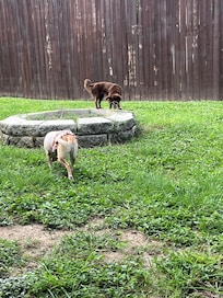 Tizzy & Jazzy enjoying the yard!