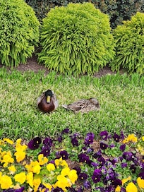 Resident Ducks