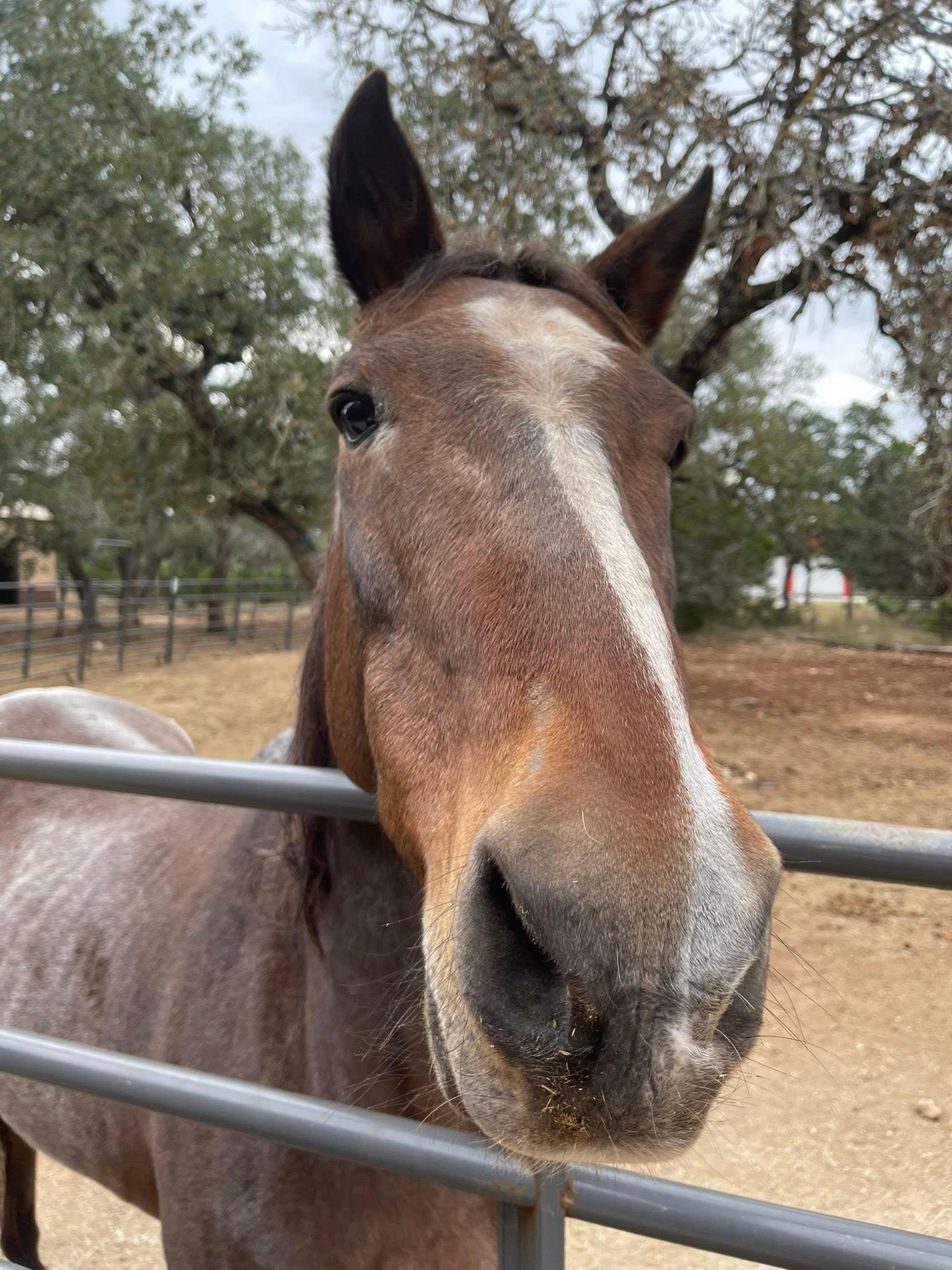 One of the hosts on site