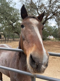 One of the hosts on site