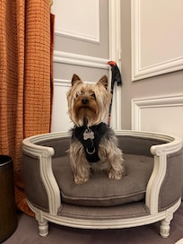 puppy accommodations