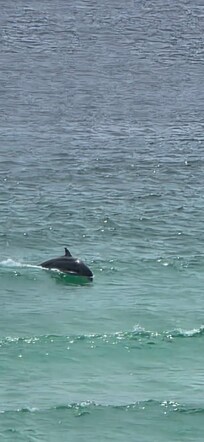 One afternoon there was about 20 dolphins playing