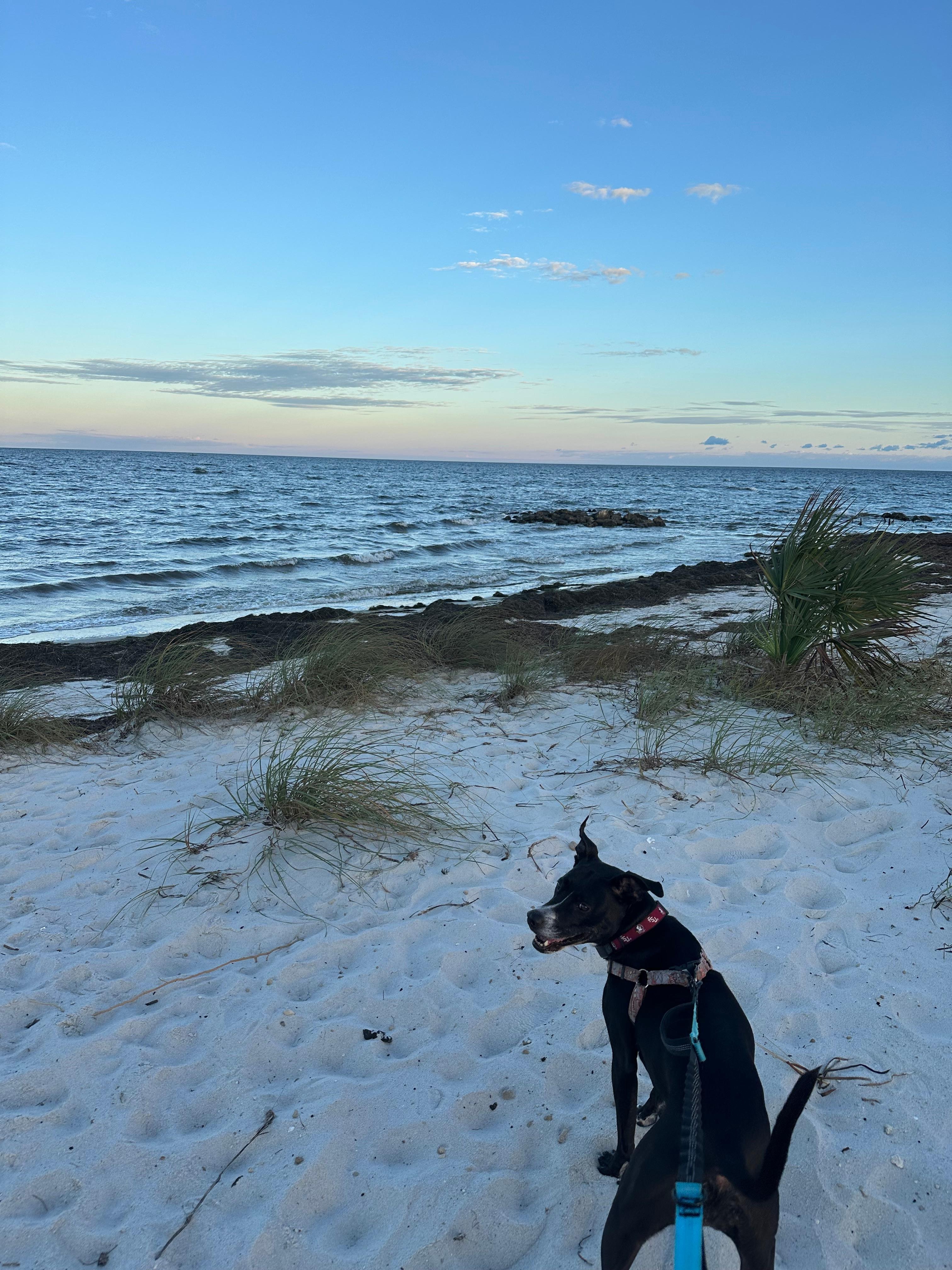 Beautiful beach, just a 10 minute walk from the house! 
