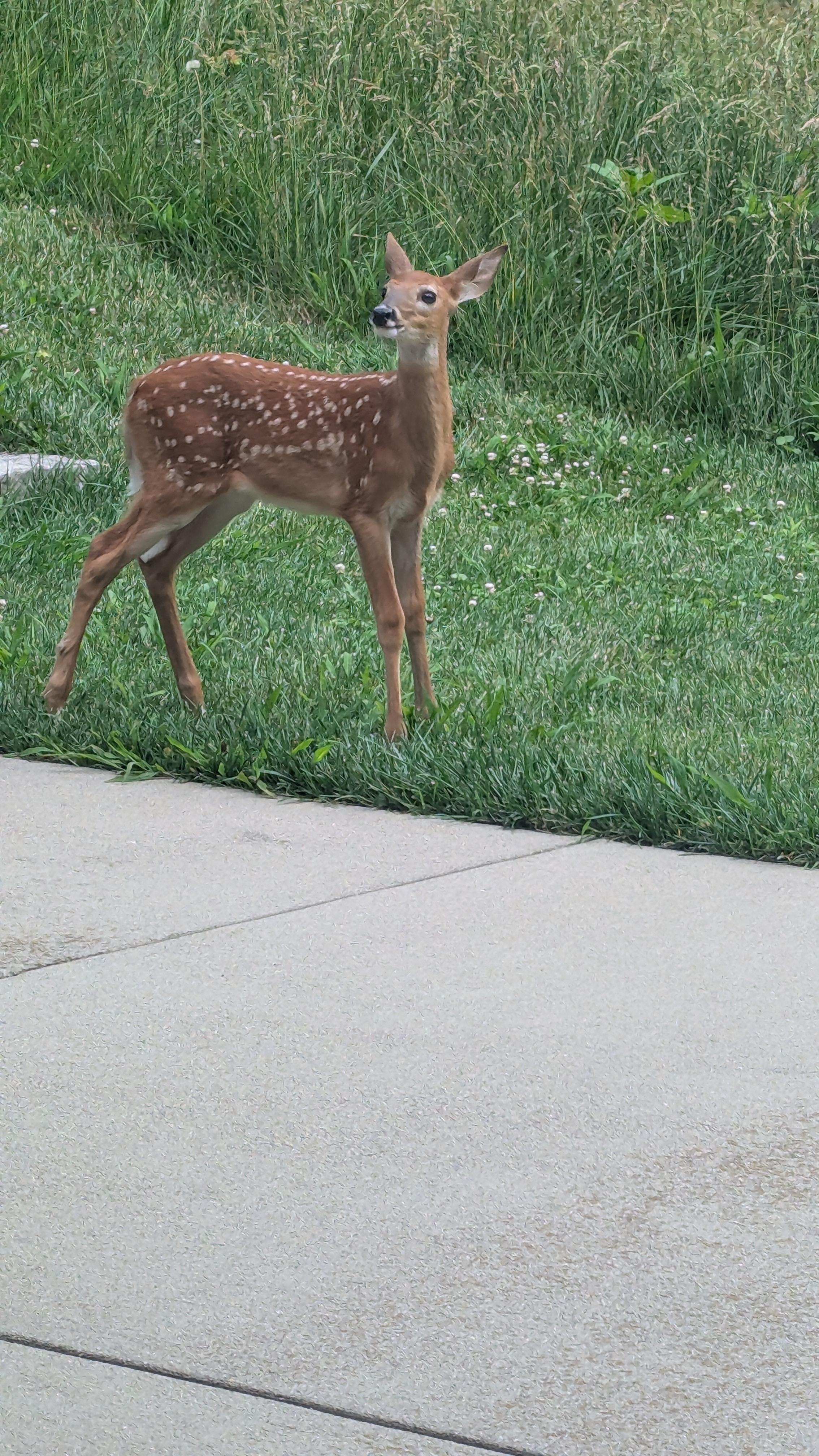 Baby deer just near the master bedroom doors 