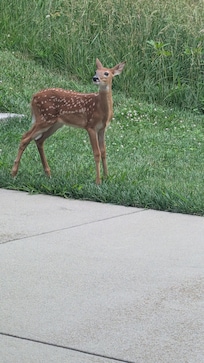 Baby deer just near the master bedroom doors